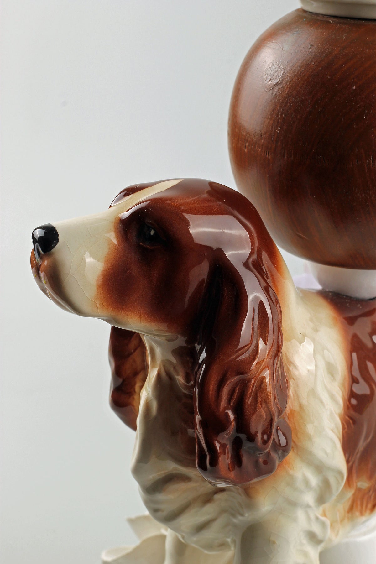 Springer Spaniel Buster